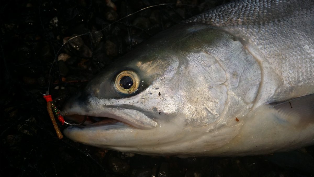 Kenai River Fish Counts Soldotna Hardware and Fishing